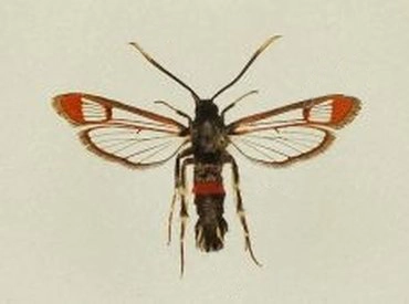 wilgenwespvlinder, Synanthedon formicaeformis, museum.jpg